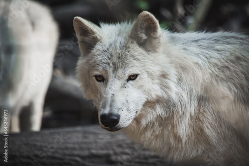 Fototapeta Naklejka Na Ścianę i Meble -  Portrait eines arktischen Wolfes