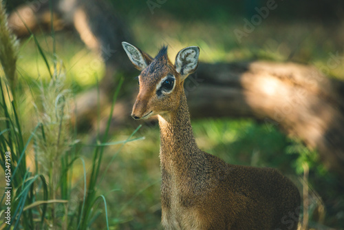 Süßes Kirk-Dikdik im Gras