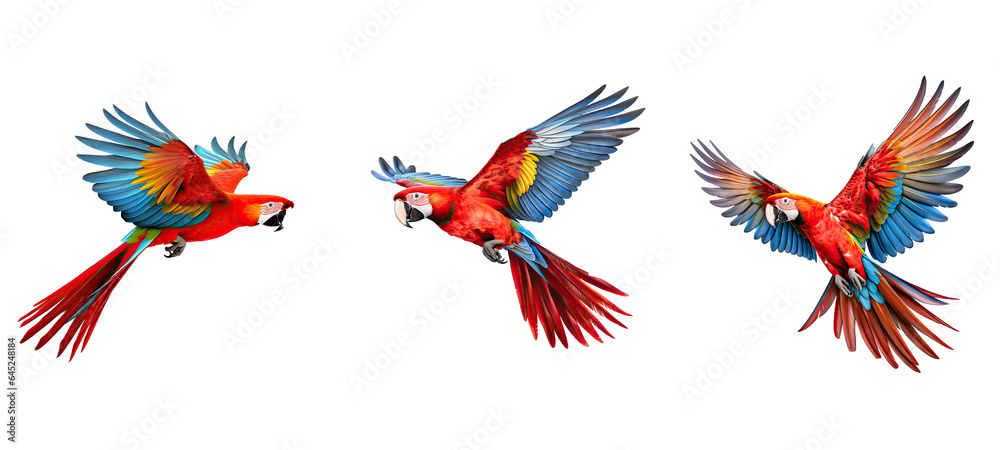 Fototapeta premium wild scarlet macaw parrot flying illustration animal wing, beautiful nature, color cute wild scarlet macaw parrot flying