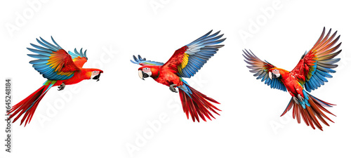 wild scarlet macaw parrot flying illustration animal wing, beautiful nature, color cute wild scarlet macaw parrot flying