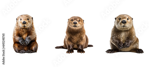 cute sea otter illustration mammal fur, swim animal, wild brown cute sea otter © sevector