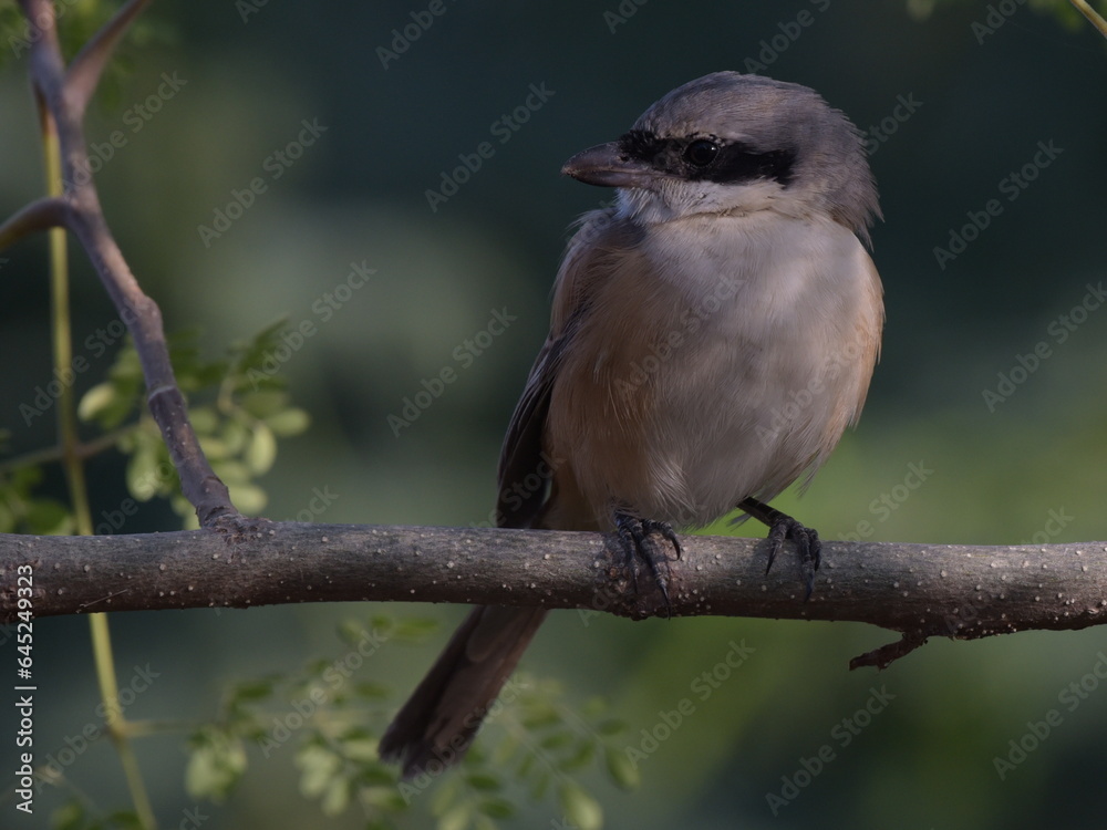 Obraz premium Shrike sitting on moringa tree