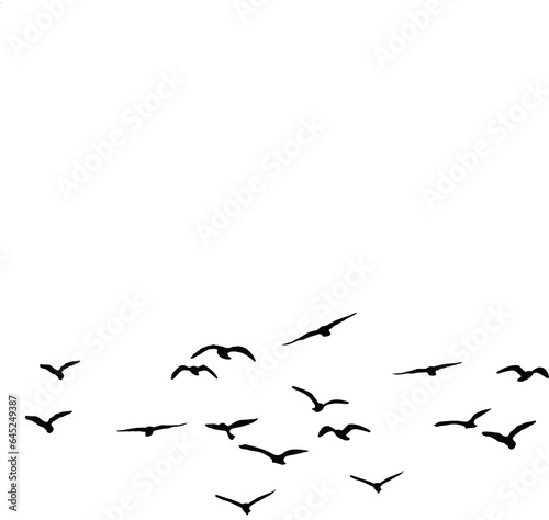birds in flight © Suvankor