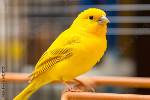 a yellow bird sitting on a perch in a cage photo