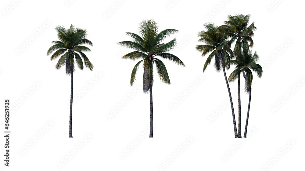 Set of palm trees isolated on a transparent background