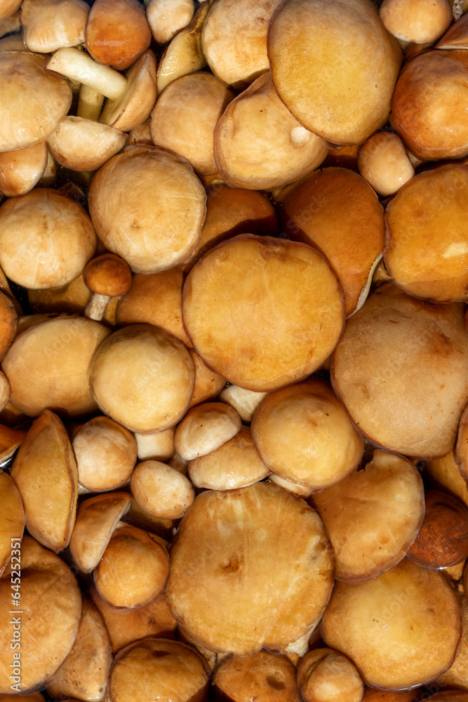 Mushroom background. Background of fresh whole mushrooms, close-up. Butter mushrooms
Mushroom background. Background of fresh whole mushrooms, close-up. Butter mushrooms