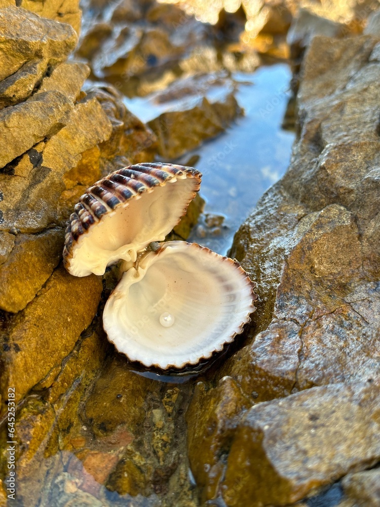 Pearls in a shell against a background of stones and the sea. A jewel from the depths of the ocean. Treasures from the depths of the sea, a pearl in a shell. Pearls in a shell against a background of stones and the sea. A jewel from the depths of the ocean. Treasures from the depths of the sea, a pearl in a shell.