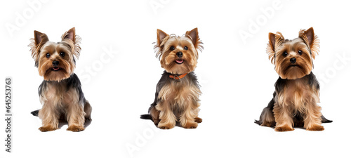 pet yorkshire terrier illustration brown puppy, cute canine, domestic small pet yorkshire terrier © sevector
