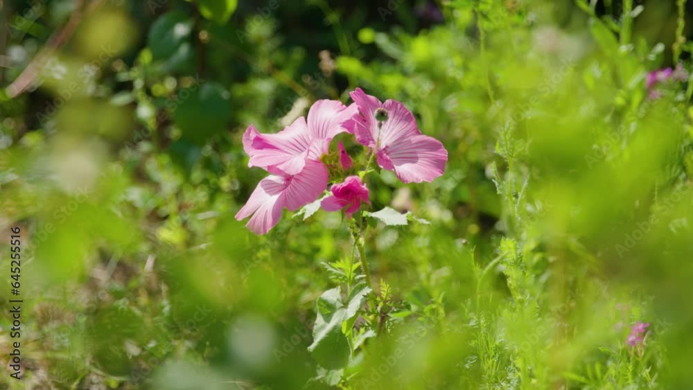 Isolated Pink Musk Mallow Flower with Blurred Greenery, Sunny STATIC Isolated Pink Musk Mallow Flower with Blurred Greenery, Sunny STATIC