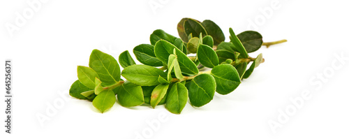 Fresh lingonberry leaves, isolated on white background.