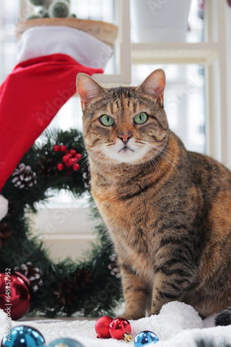 Portrait of a Christmas cat. An adult cat with a serious muzzle, a Christmas wreath and a hat on the background