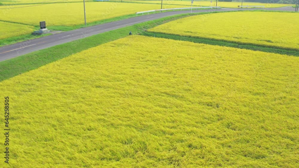 田畑で稲狩り 空から見た収穫期の農業 農家 ドローン動画素材【千葉県,日本】