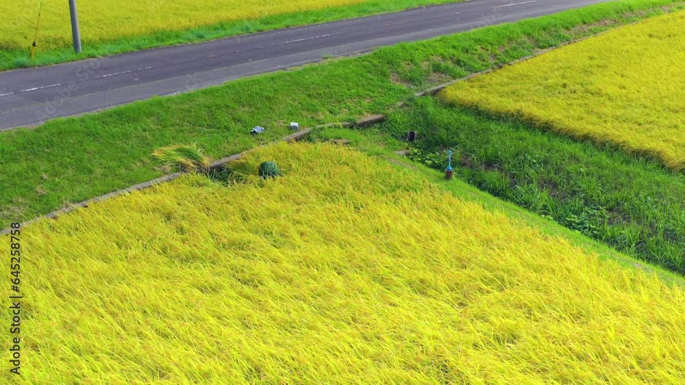 田畑で稲狩り 空から見た収穫期の農業 農家 ドローン動画素材【千葉県,日本】