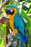Macaw Parrot Yellow And Blue Bird