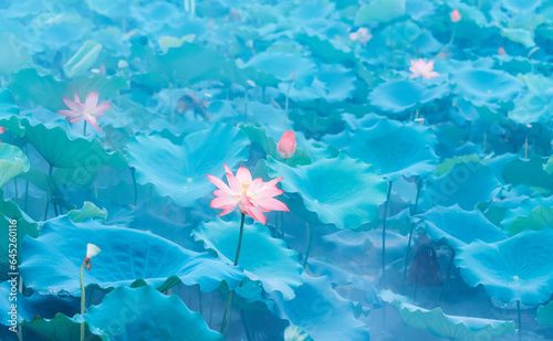 lotus flower blooming in summer pond with green leaves as background