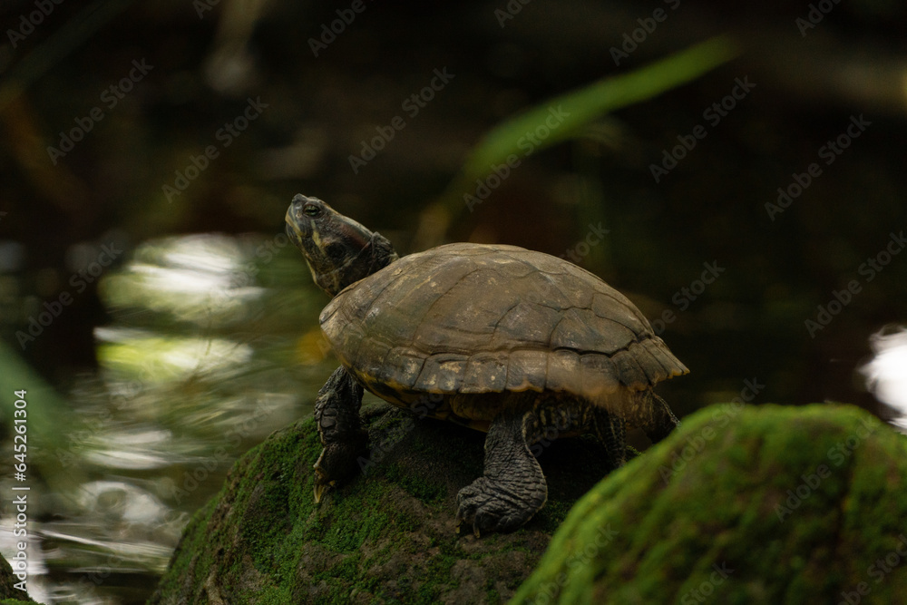 Obraz premium turtle in the grass