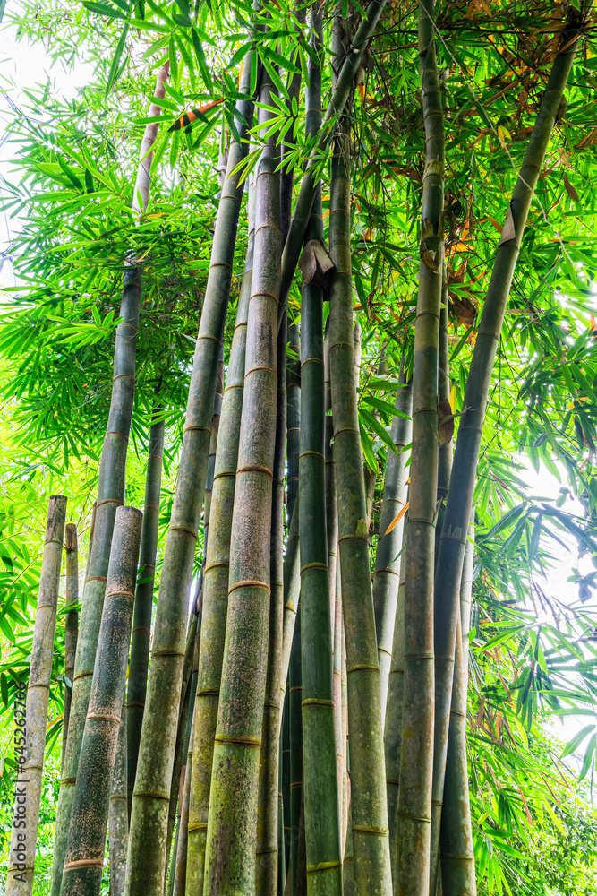 Huge bamboo plants in the rainforest climate Huge bamboo plants in the rainforest climate