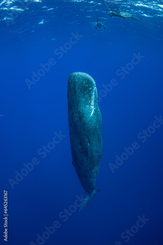 Sperm whale underwater