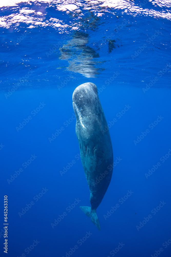 Naklejka premium Sperm whale underwater