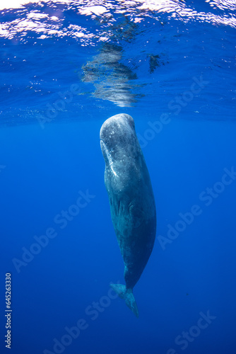 Sperm whale underwater