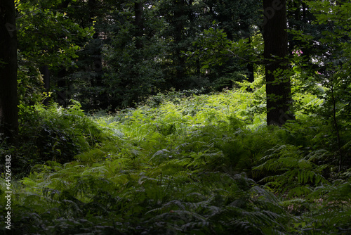 sattgrüner Farn im Wald in einer Lichtung an einem Sommertag © Tattiliana