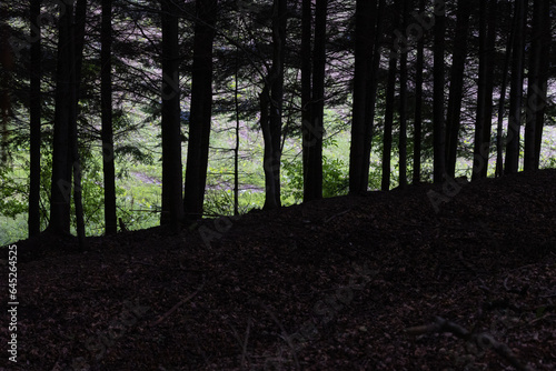 Dunkler Tannenwald im Vordergrund  lichtdurchflutete Wiese im Hntergrund