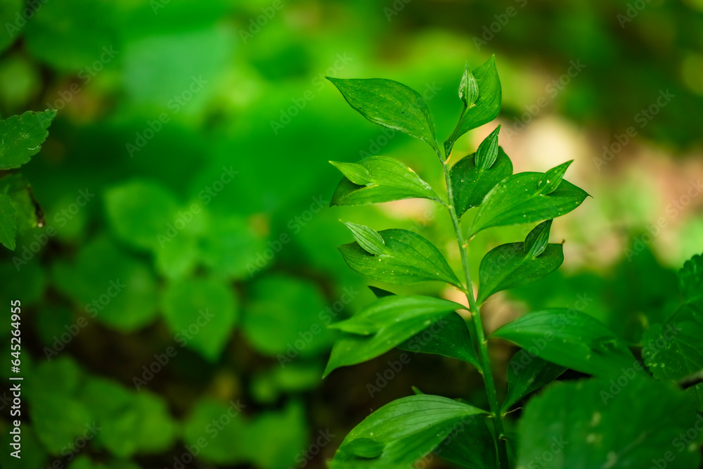 Obraz premium Green leaves in the forest, Istanbul, Turkey