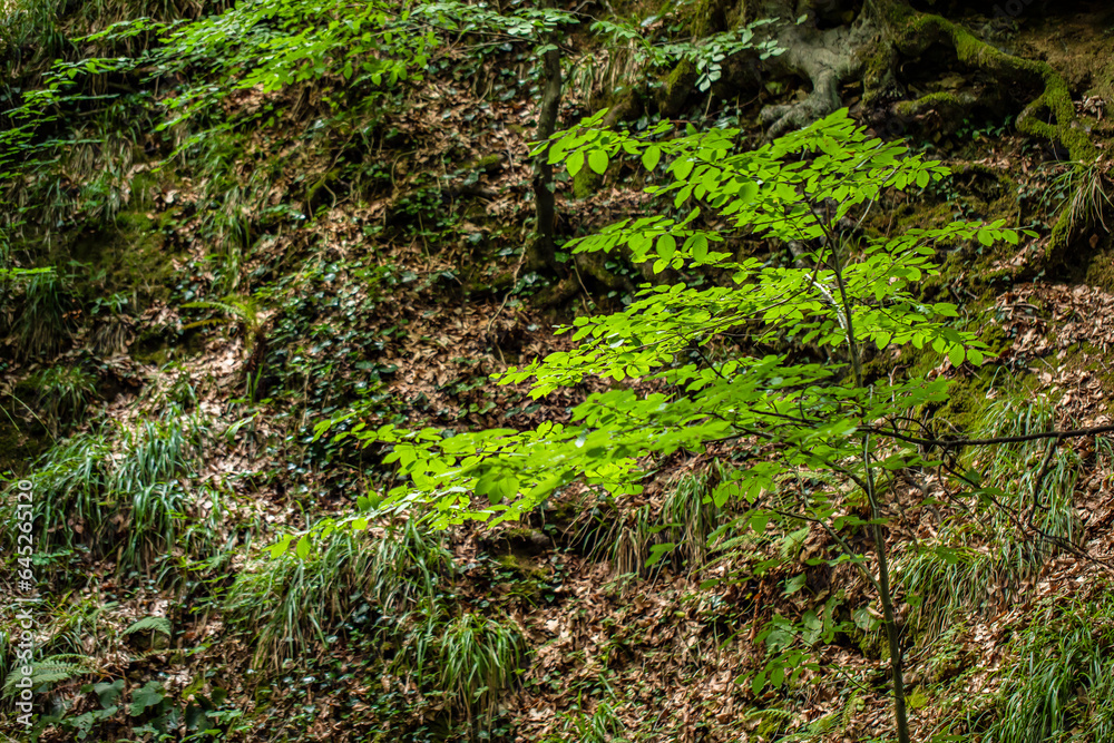Green leaves in the forest, Istanbul, Turkey Green leaves in the forest, Istanbul, Turkey