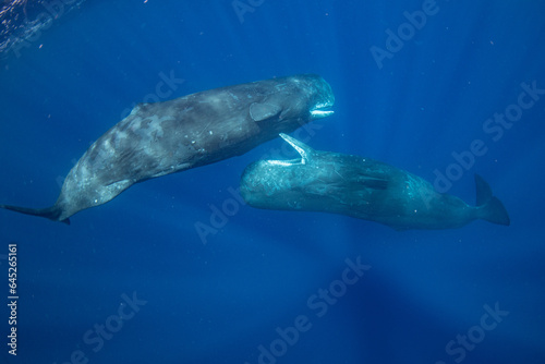 Sperm whale underwater