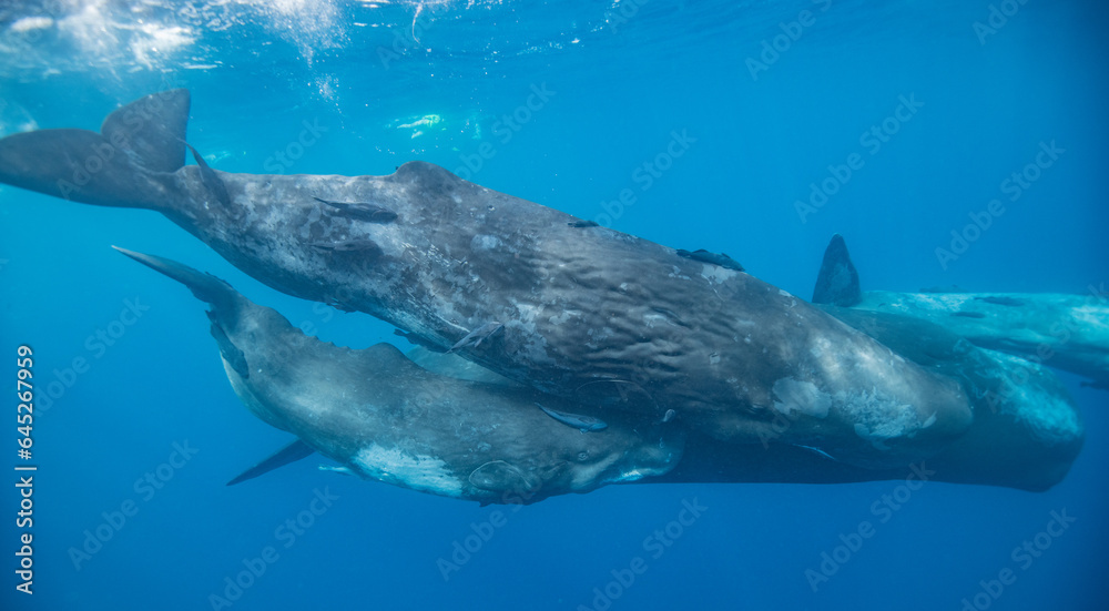 Fototapeta premium Sperm whale underwater