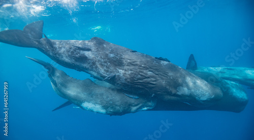 Sperm whale underwater