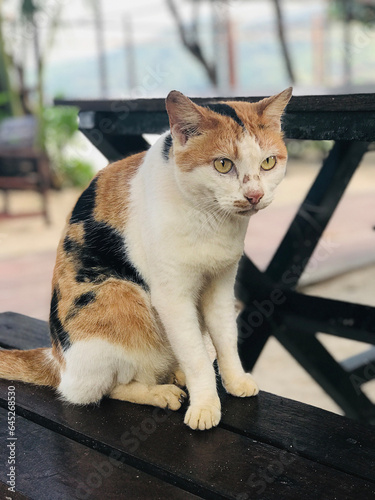 Tri-colored cat sitting on a wooden bench on Phi Phi Island in Thailand. photo