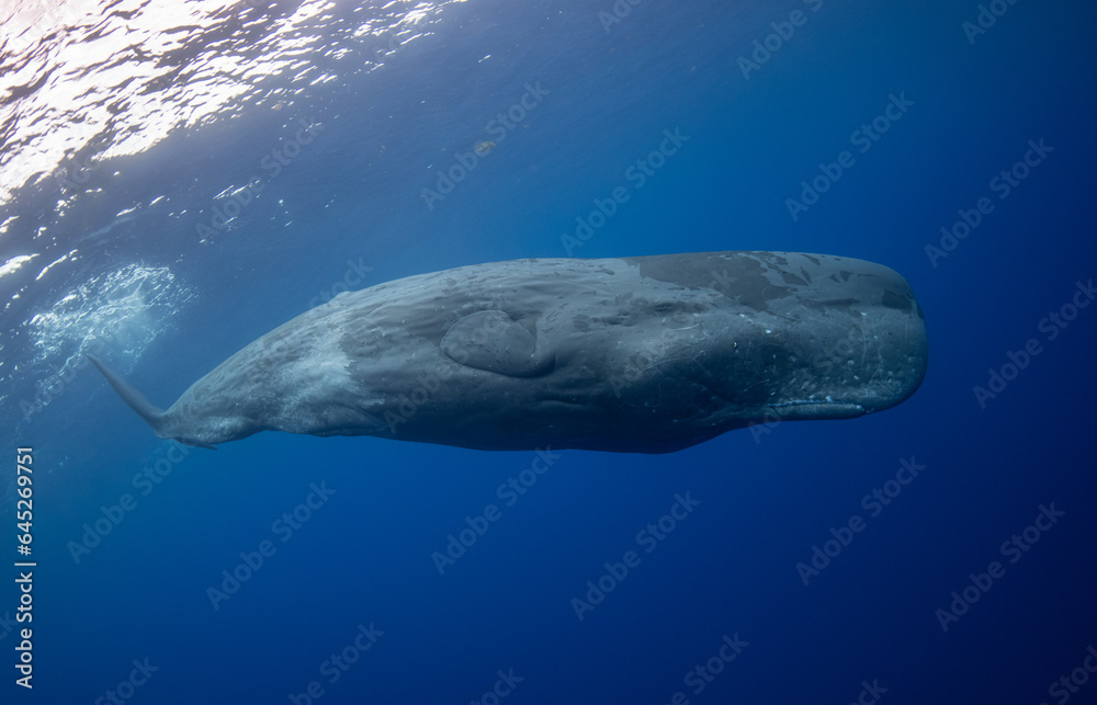 Naklejka premium Sperm whale underwater