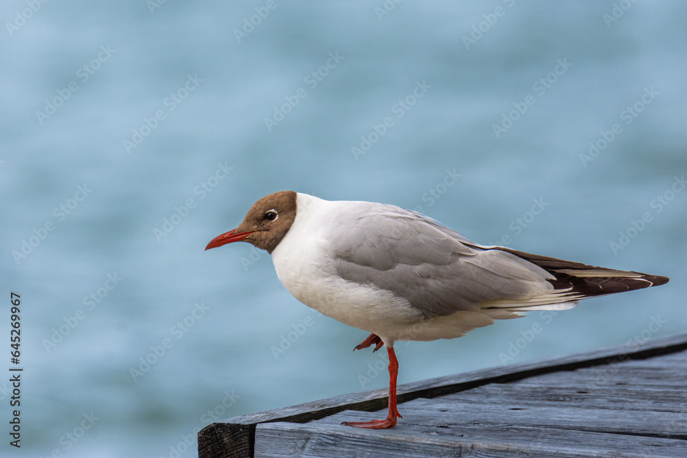 Close-up of the black-headed gull (Chroicocephalus ridibundus) - small seagull in breeding plumage Close-up of the black-headed gull (Chroicocephalus ridibundus) - small seagull in breeding plumage
