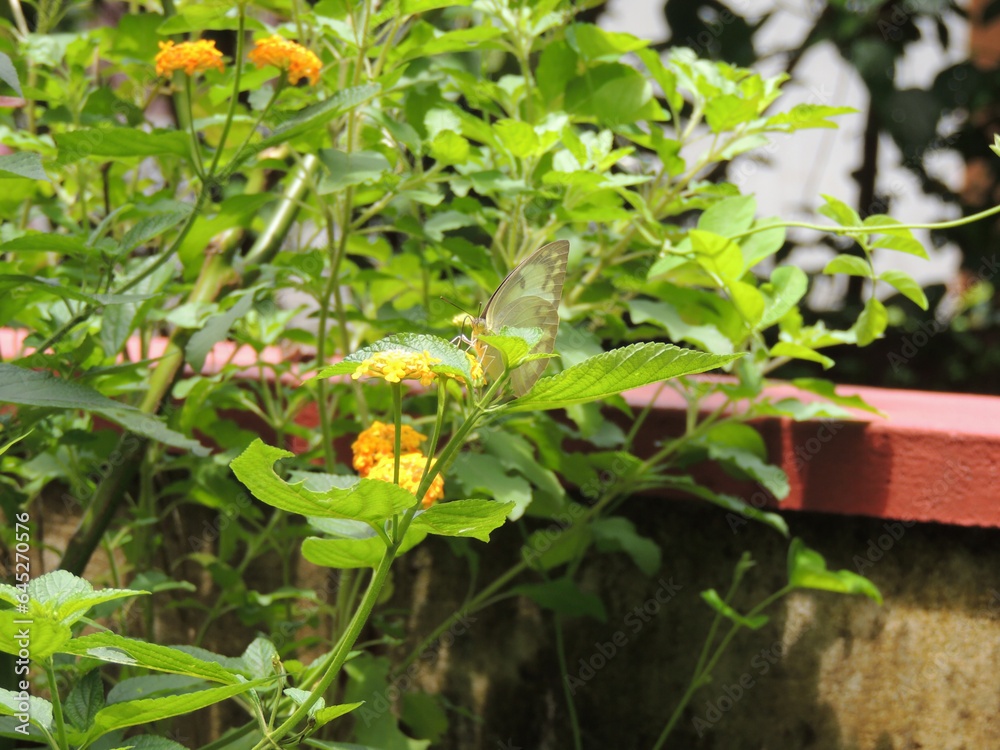 Butterfly on orange marigold flower Butterfly on orange marigold flower