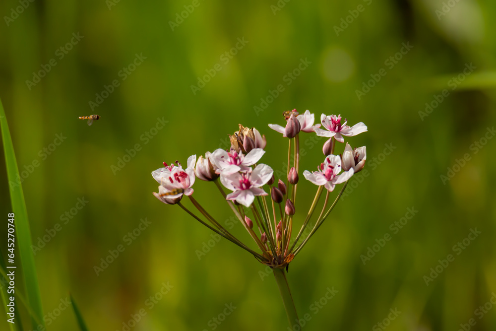 Close-up of flowering rush (Butomus umbellatus, grass rush) in bloom Close-up of flowering rush (Butomus umbellatus, grass rush) in bloom