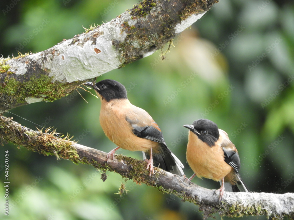 Fototapeta premium Black & Orange Flycatcher