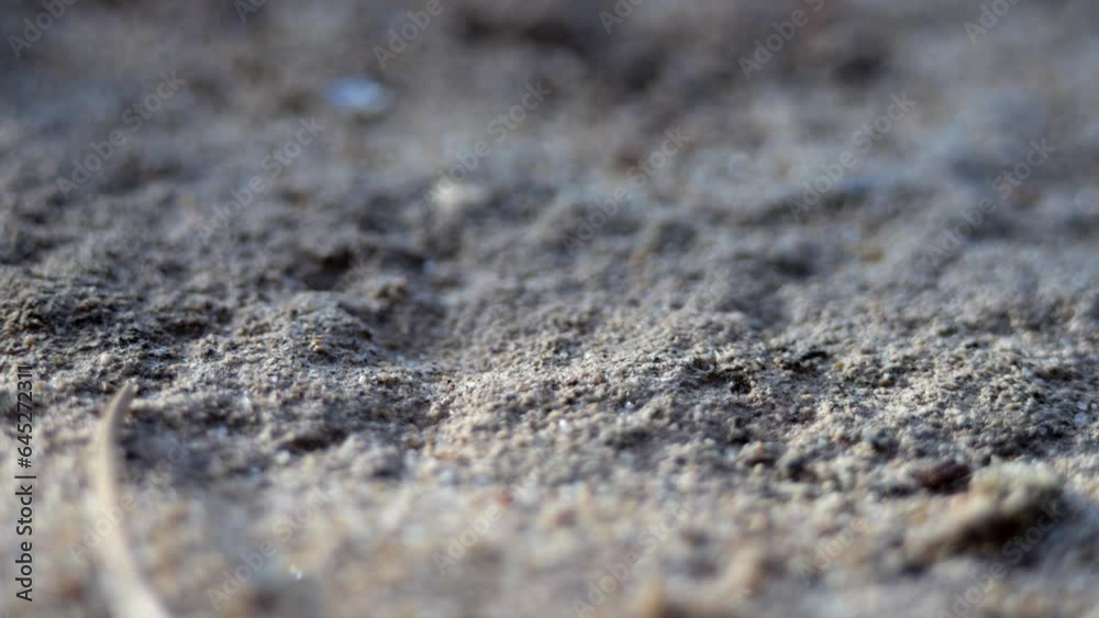 Macro shot of ants. Recorded in slow motion. Macro shot of ants. Recorded in slow motion.