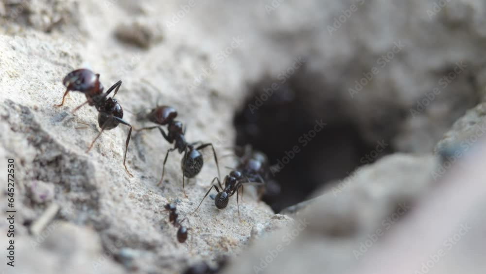 Ants come out of an underground anthill. Slow motion recording. Ants come out of an underground anthill. Slow motion recording.