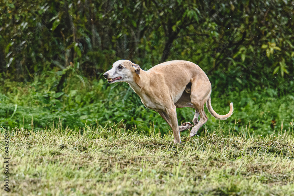 Whippet dog running fast straight at full speed straight on camera Whippet dog running fast straight at full speed straight on camera