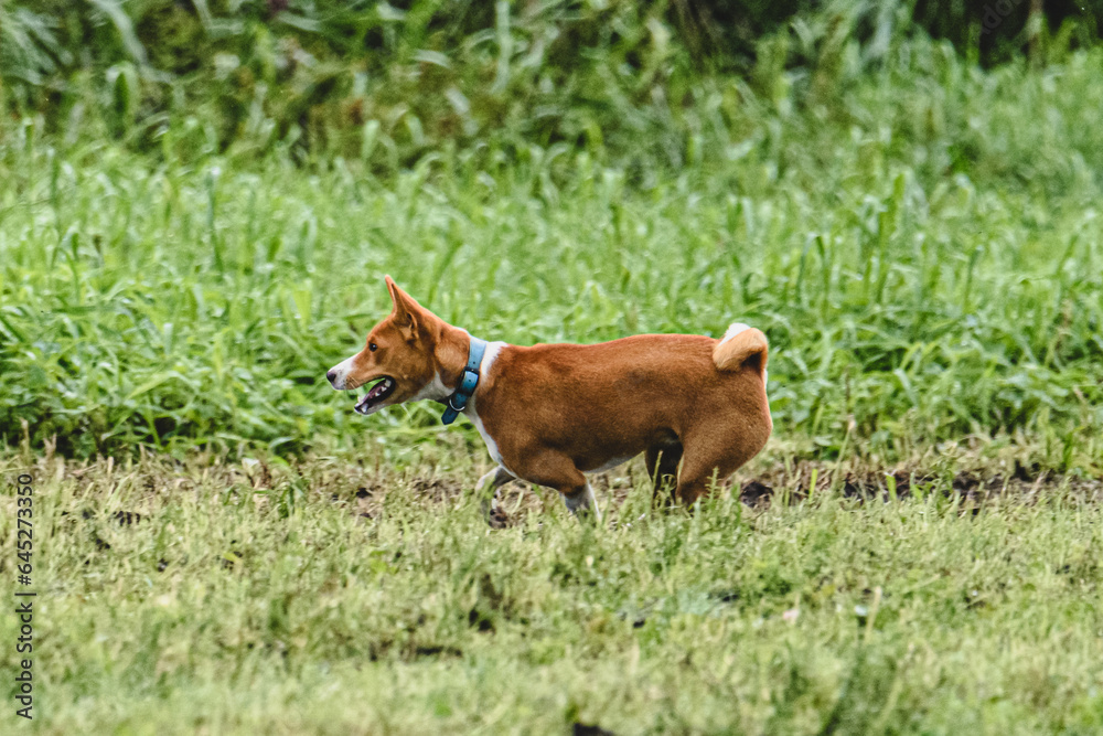 Basenji dog running fast and chasing lure across green field at dog racing competion Basenji dog running fast and chasing lure across green field at dog racing competion