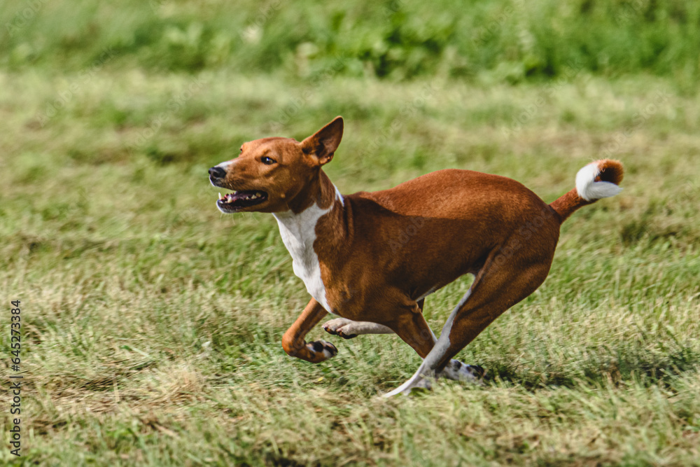Basenji dog catching lure in the field at coursing and racing competition Basenji dog catching lure in the field at coursing and racing competition