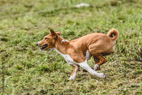 Basenji dog running fast and chasing lure across green field at dog racing competion
