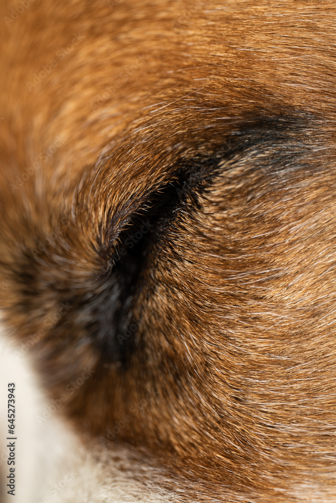 Fototapeta premium Macro closeup of a closed eye of a sleeping Huge brown Mastiff