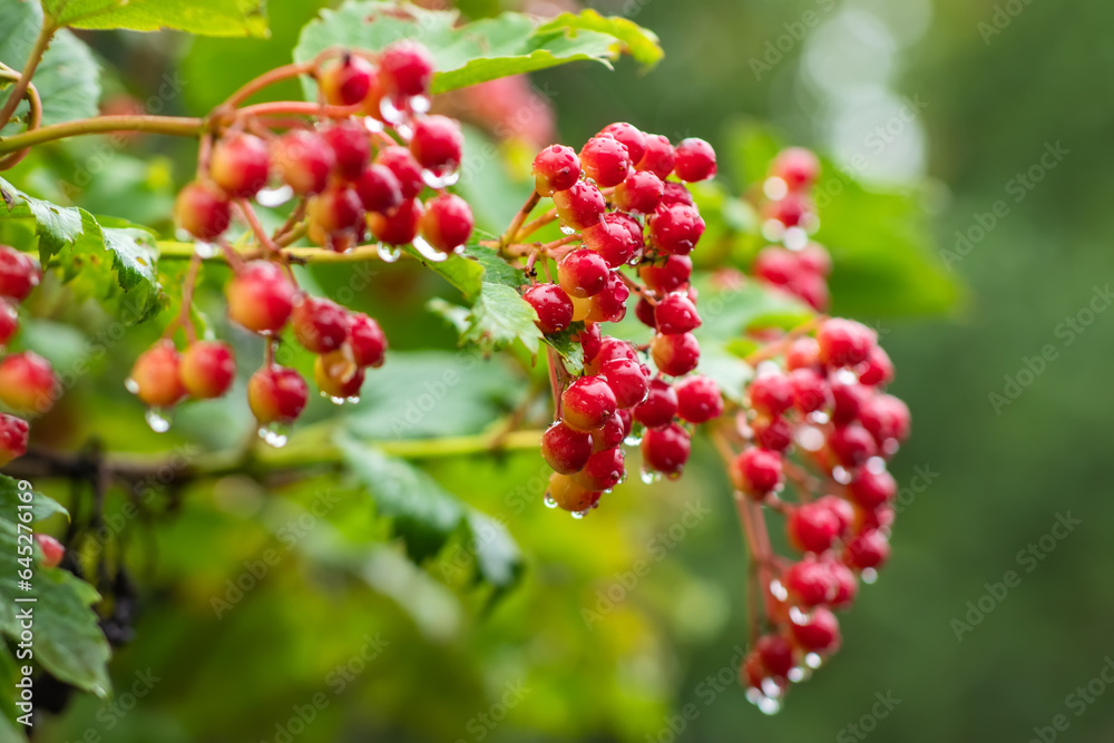 Cluster of the ripe viburnum berries covered with water drops during a rain among the leaves and branches of bush,