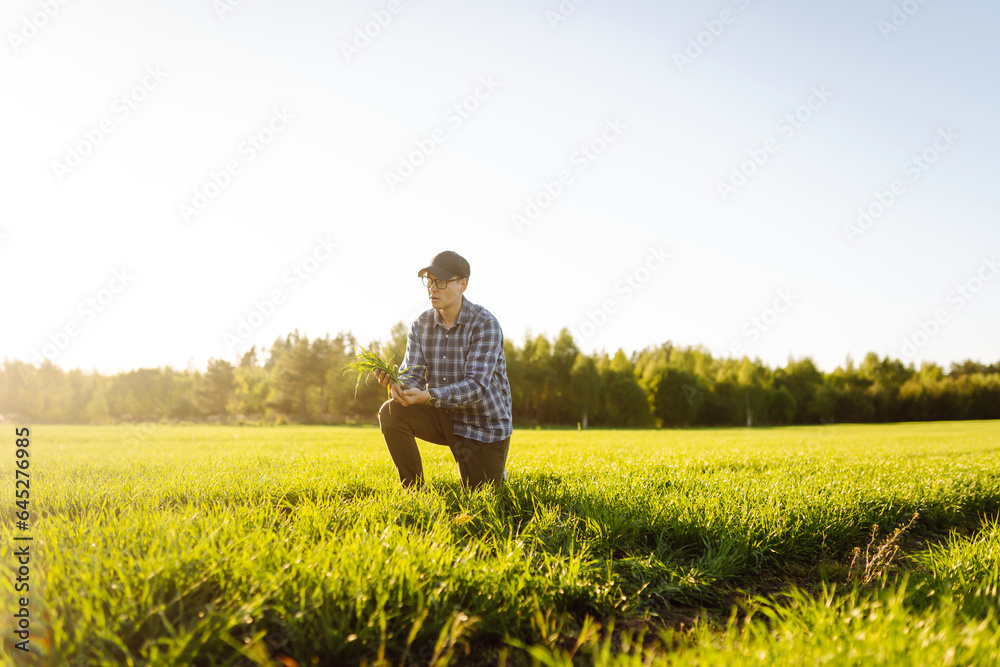 Close-up of an agronomist in a green wheat field holding a green wheat sprout with soil. An experienced farmer checks the wheat harvest in the field. Ecology, gardening concept.