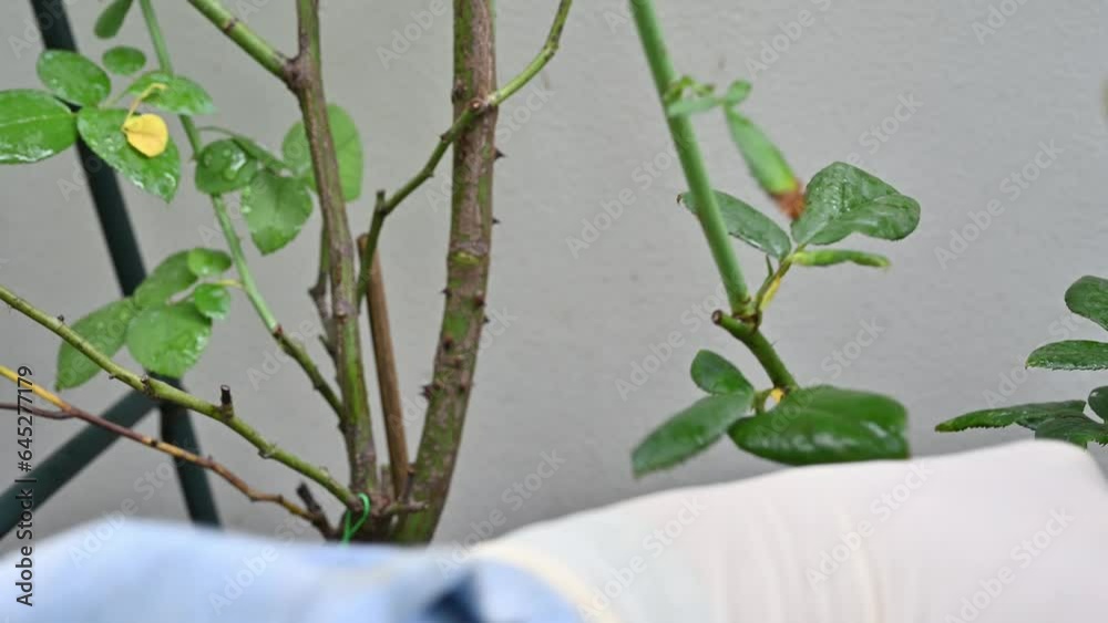 Gardener removing some disease leaves from roses tree. Black spot on ...
