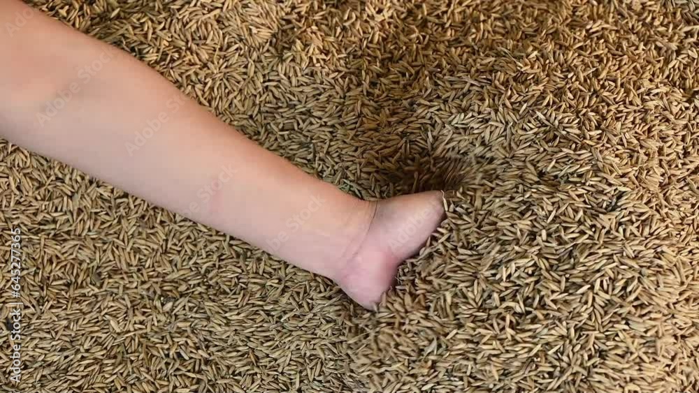 Farmer hand holding rice paddy after drying in the sun. Drying reduces the moisture content in the grain which is a requisite if it is to be stored.