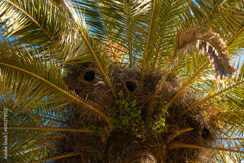 Birds parrots nests in a palm tree in Spain. Beautiful life in the palm tree. Nature concept. High quality photo