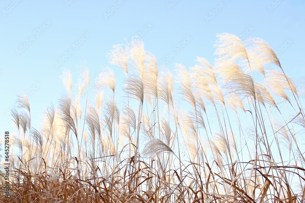 Obraz premium ススキ